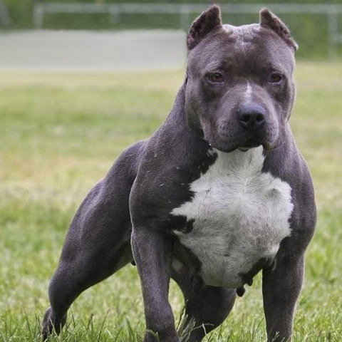 wie viel kostet dieser pitbull hund bilder