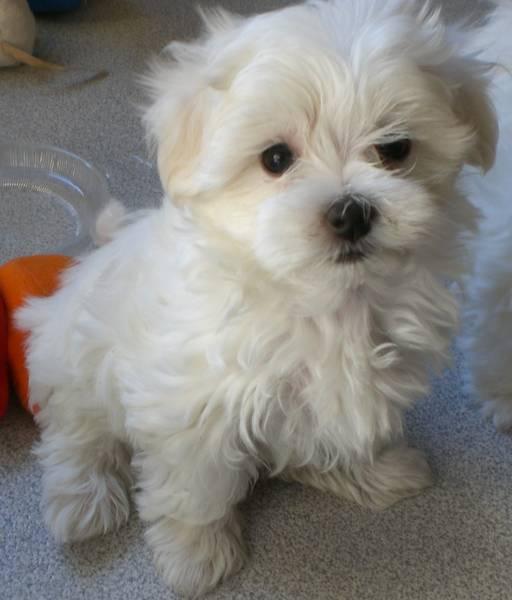 wie viel kostet ein hunde harrschnitt hund kosten haarschnitt