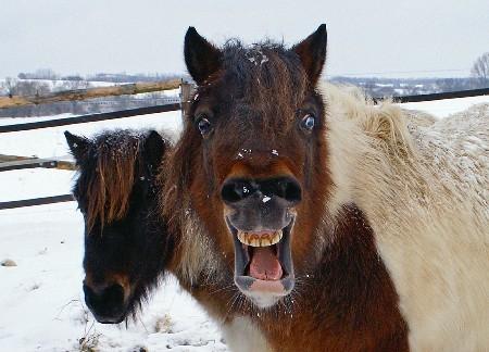 Wie Viel Kostet Ein Norweger Im Monat Pferde Pony