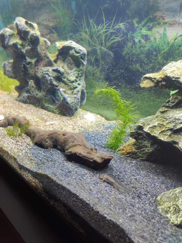 Wie viel Licht benötigt ein Axolotl?