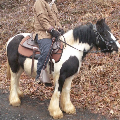 Tinkerstute, 9 Jahre, 138 cm groß  - (Pferd, Pony, Tragen)