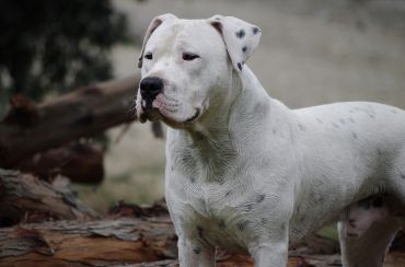 Dogo Argentino - (Hund, Natur, Mittelalter)