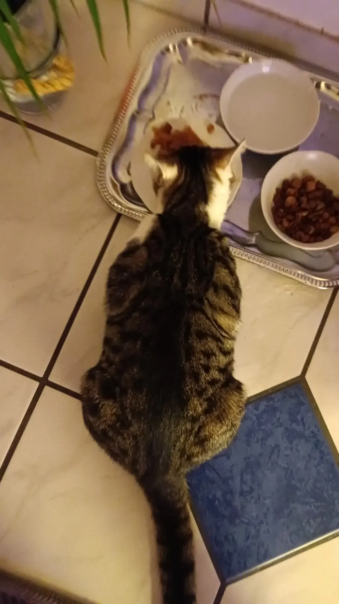 Wie viel soll ich meine Katze füttern? (Ernährung, Kater, Tierhaltung)