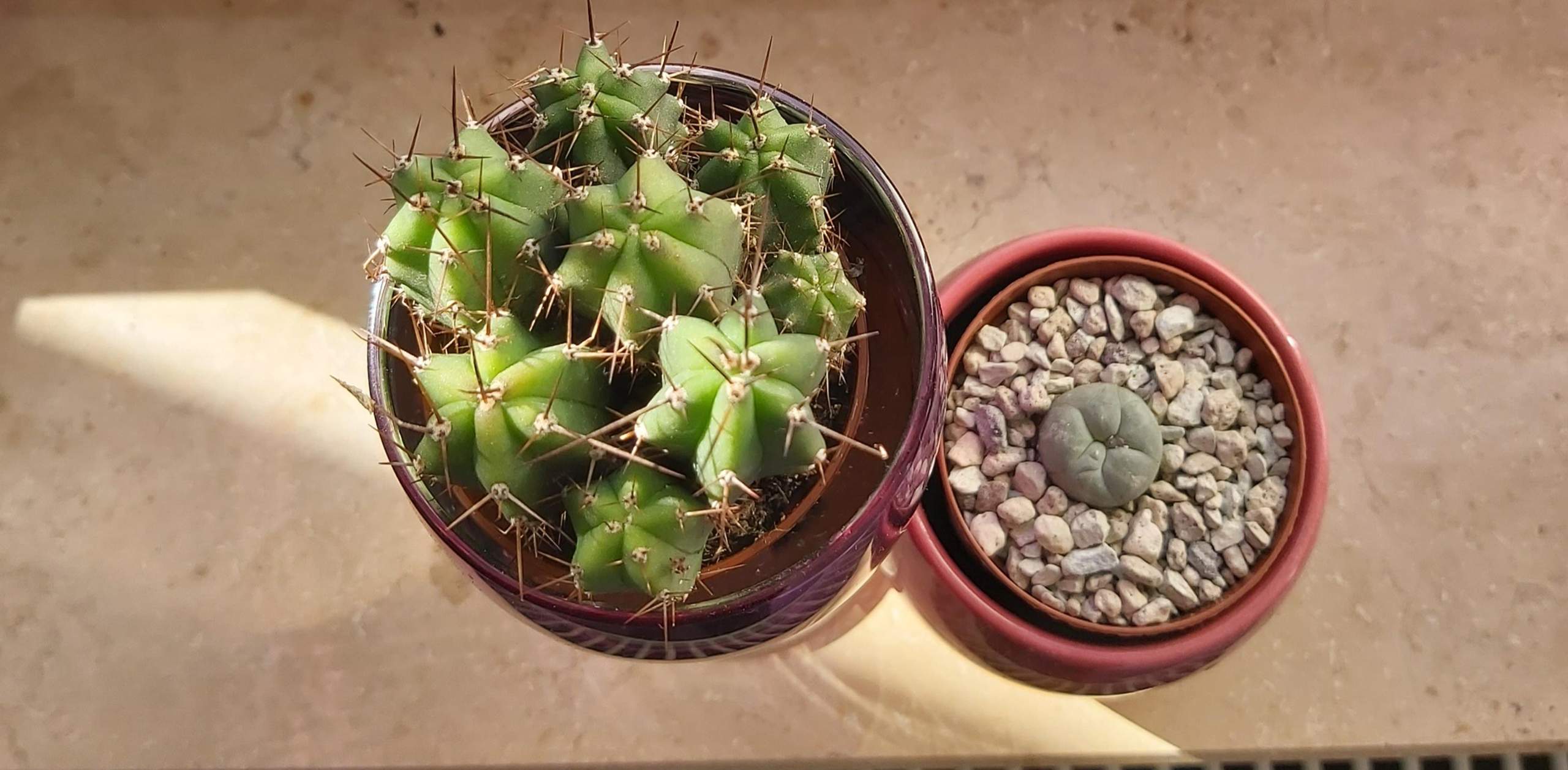 Wie viel Sonnenlicht brauchen der Peyote und der San Pedro Kaktus?  (Pflanzen, Pflanzenpflege, Botanik)