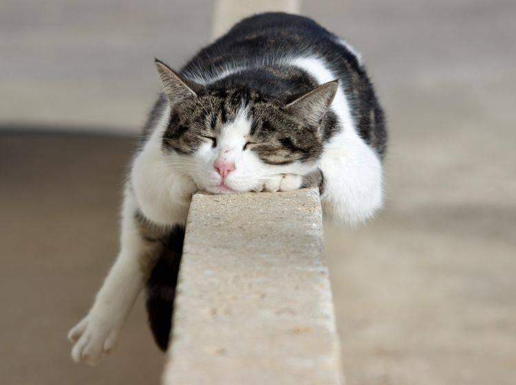 Wie viel Stunden am Tag schlafen eure Wohnungskatzen gerade? (Katze, Kater, Hauskatze)
