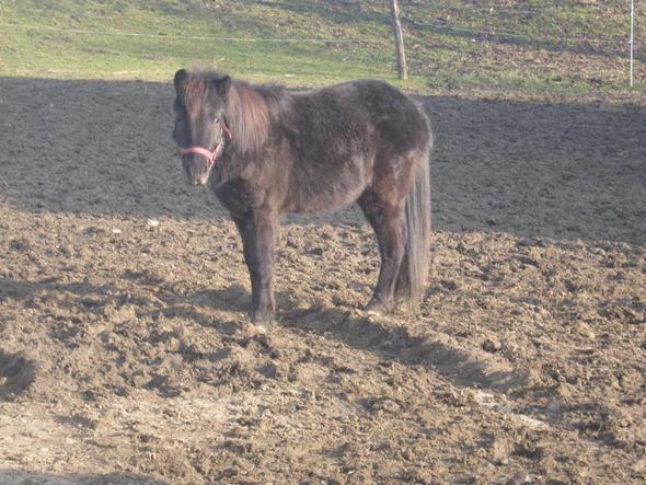 Lino - (Pferd, Reiten, Pony)