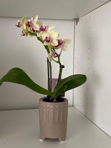 Wie viel Wasser braucht diese Orchidee?