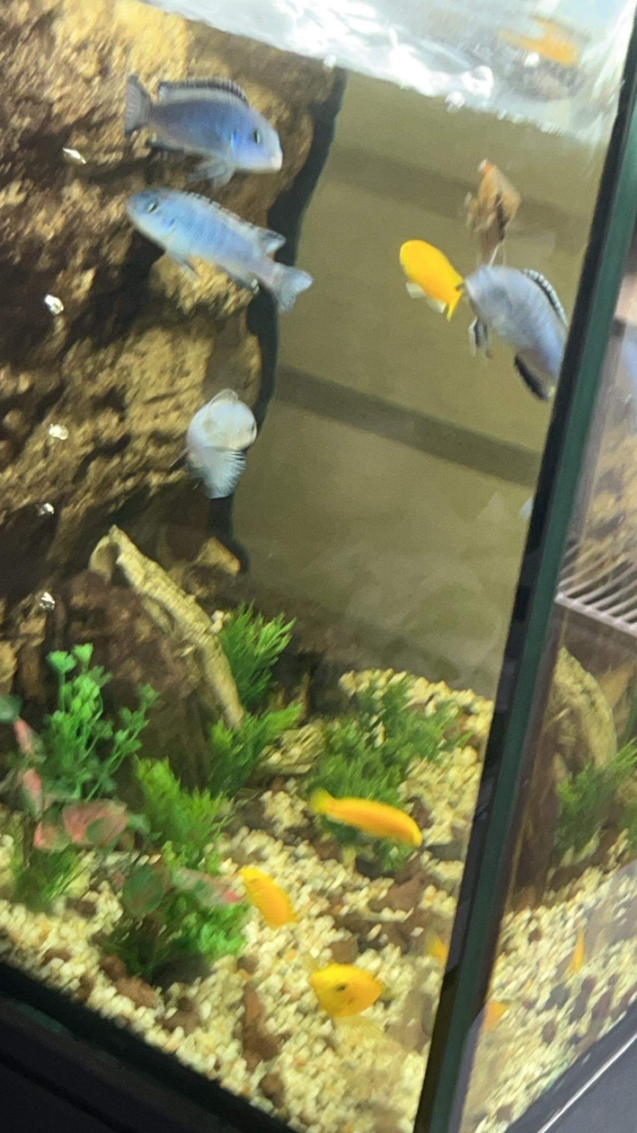 Wie Viele Fische Im Aquarium Rechner Wie viele Fische im Aquarium? (Aquariumfische, Besatz)