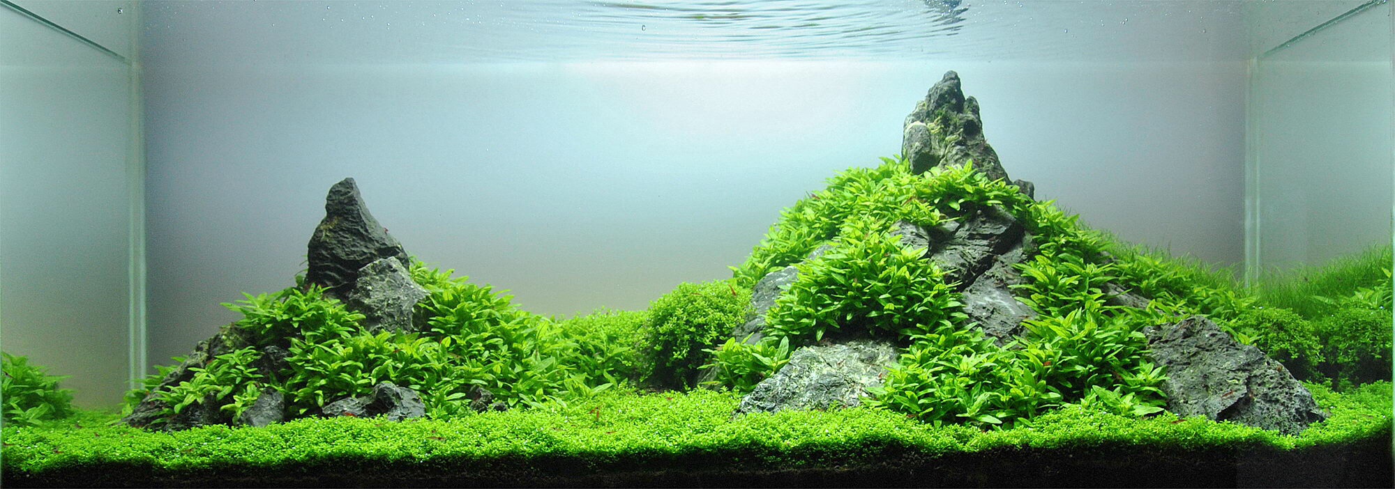 Wie viele Garnelen im 60 Liter Aquarium (Aquascape)
