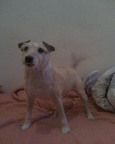 Wie viele Welpen bekommt ein Jack russel Terrier? Hund, Jack Russell Wie viele Welpen bekommt ein Jack russel Terrier? Hund, Jack Russell