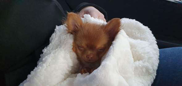 Wie W ürdet Ihr Den Hund Nennen Tiere Name Haustiere