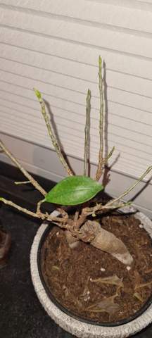 Wie wachstum von bonsai anregen?