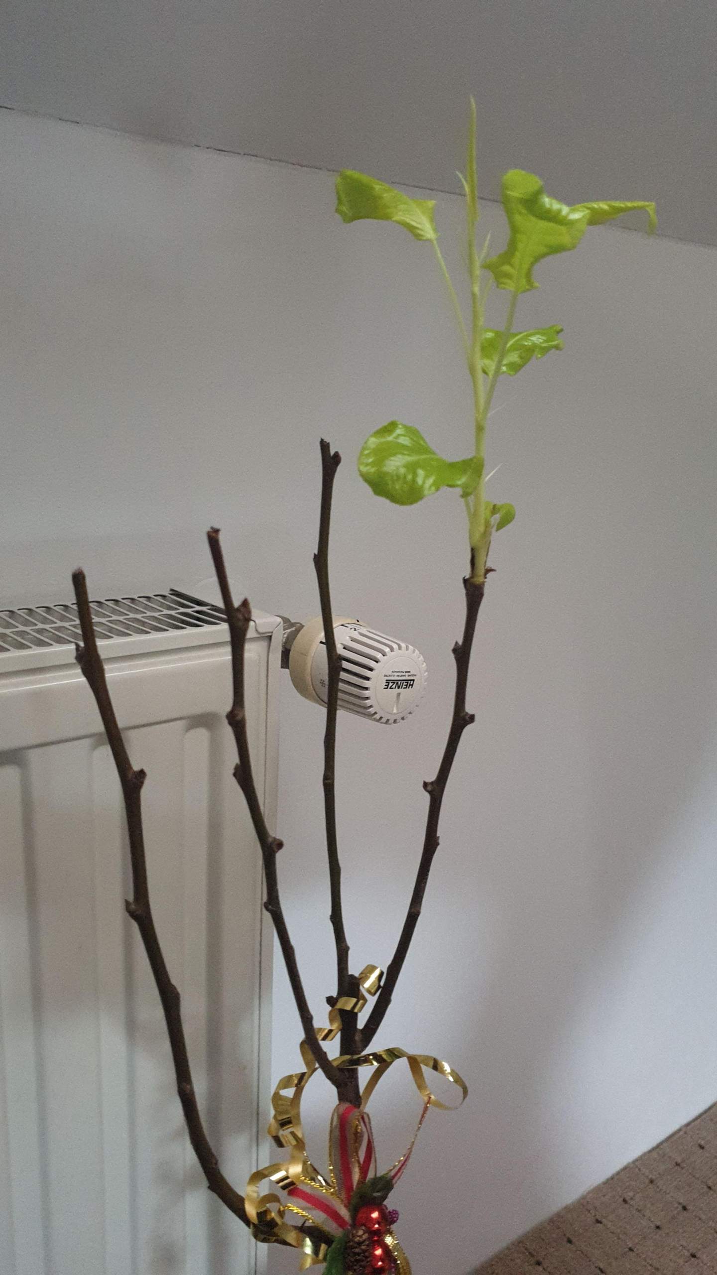 Wie wächst ein Baum? Birne? (Pflanzen, Garten, Pflanzenpflege)