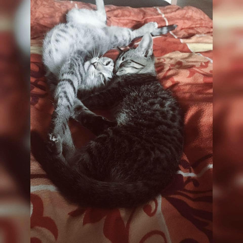 Kitty & Bruno - (Katze, inzest)