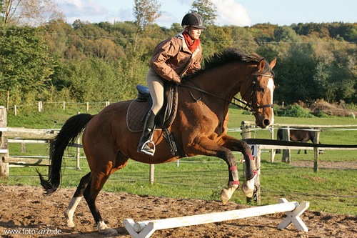 Wie weit muss ich mit der Hand über dem Sprung vorgenhen? (reiten