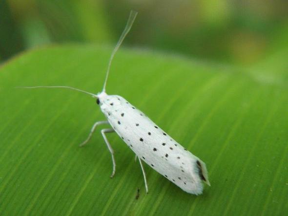 Wie Werde Ich Diese Motten Los Tiere Haushalt Insekten