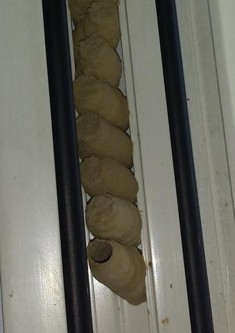 Nester im Fensterrahmen - (Insekten, Fenster, Ungeziefer)