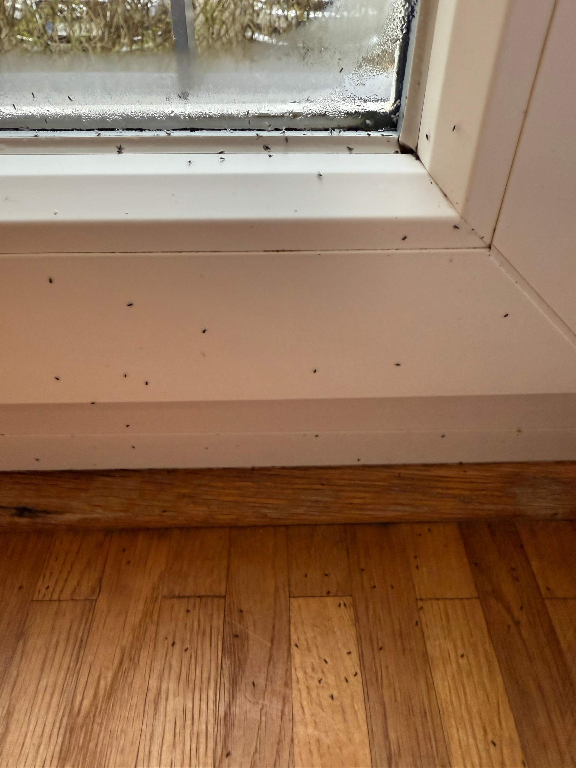 Wie werde ich hunderte mini-Fliegen am Fensterrahmen los? (Ungeziefer
