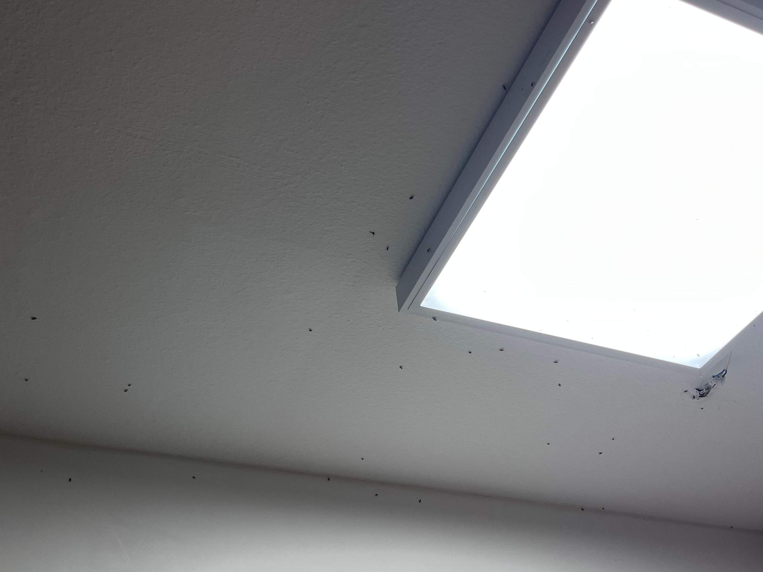 Wie Werde Ich Stubenfliegen Los рџє Kгјche Insekten Fliegen