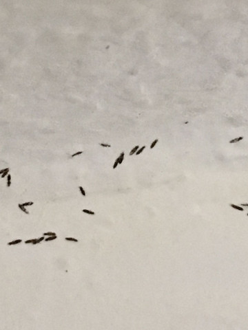 tote Insekten - (Insekten, Tapete)