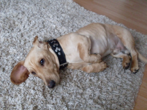 Wenn Aus Liebe Freundschaft Wird Songtext Kastelruther Spatzen