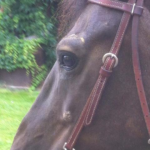 Ihre sacuiden sind übern Auge und unterm Auge , bei den Wangenknochen  - (Pferd, Foto, schön)