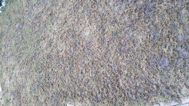 Wie wird unser Rasen wieder schön? (Garten, Gras)