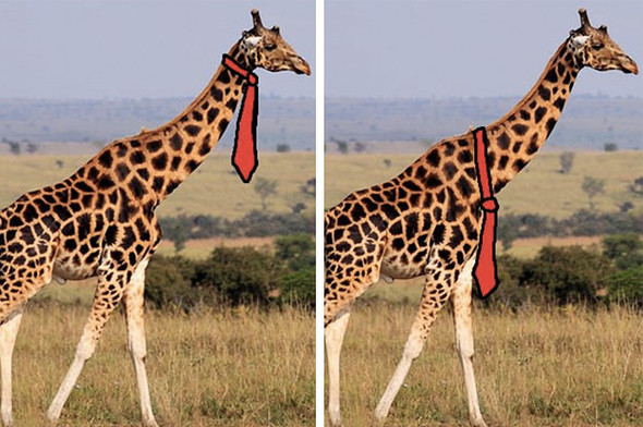 Giraffen - (Umfrage, Abstimmung, Krawatte)