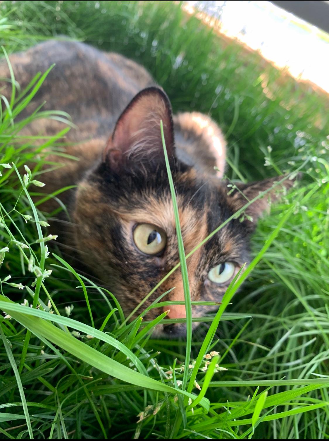 37 Katzen Zum Malen - Besten Bilder von ausmalbilder