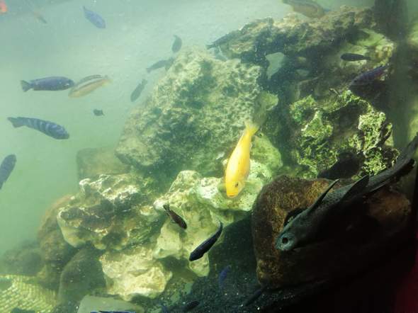 - (Aquarium, Einrichtung)
