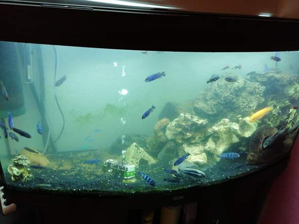- (Aquarium, Einrichtung)
