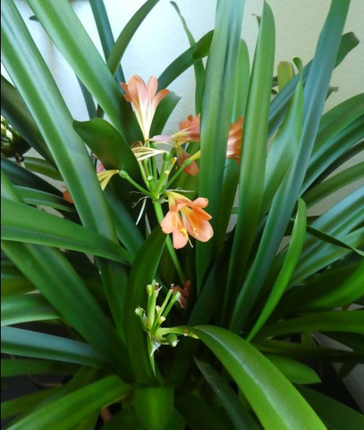 Clivia1 - (Pflanzen, Blumen, Vermehrung)