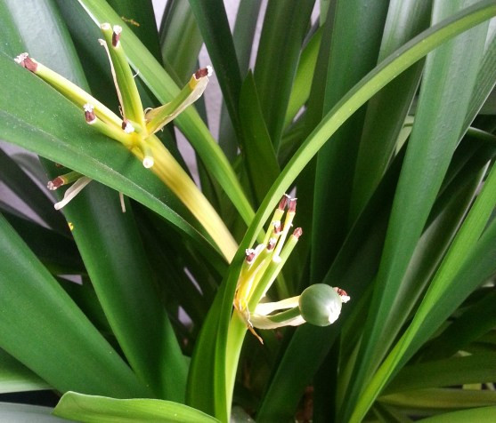 Clivia 3 - (Pflanzen, Blumen, Vermehrung)