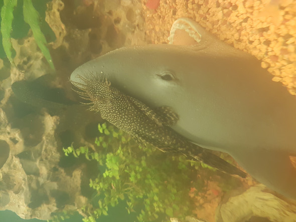 Wie züchtet man Antennenwelse? (Aquarium, Aquaristik, Zucht)
