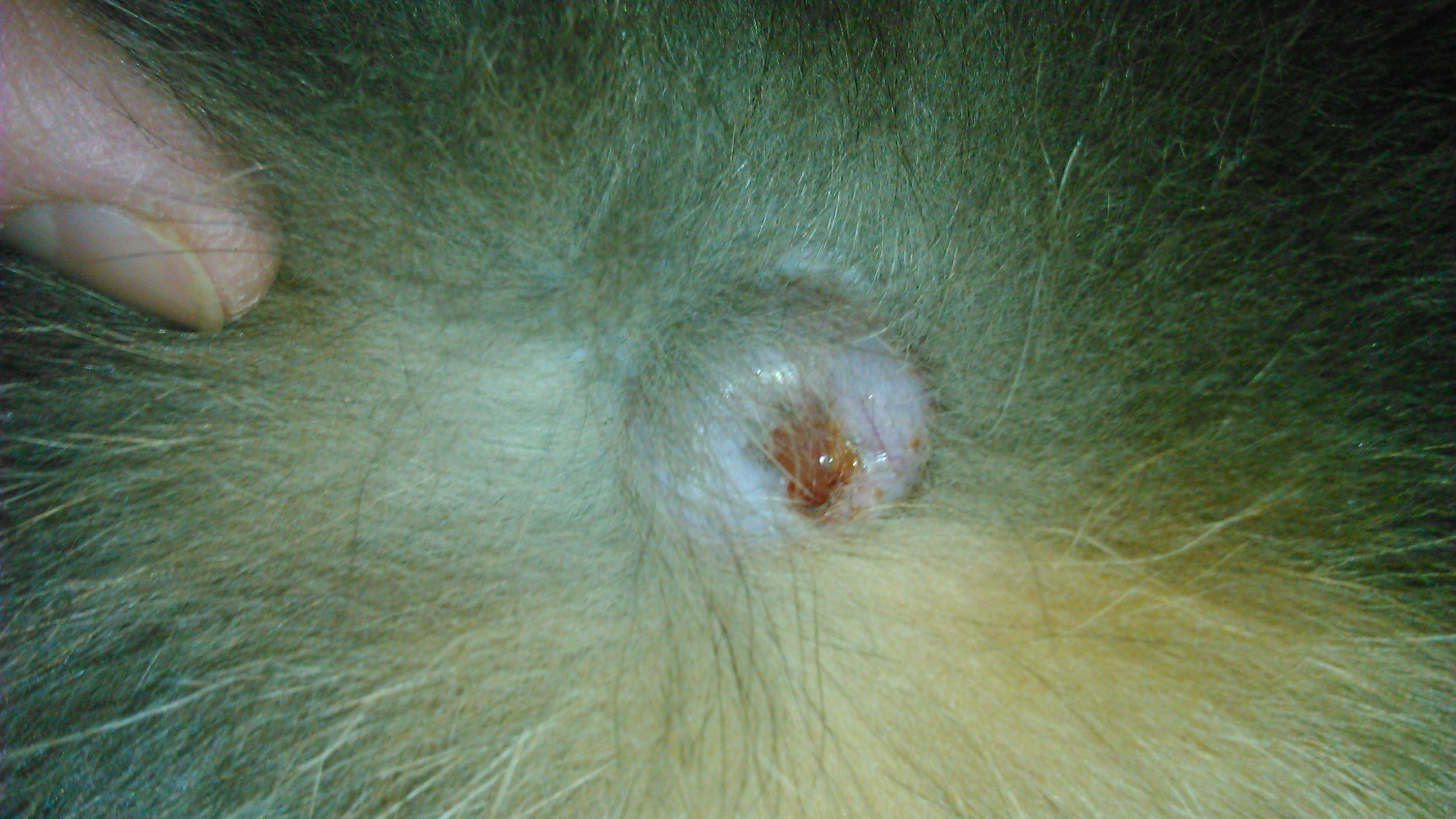 Wieder mal die Katze. Was könnte das sein? (Gesundheit, Tiere, Katzen)