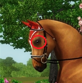 Pferdeauge für sims 3 Pferde, was ich suche  - (Sims 3, Sims 3 Pferde)