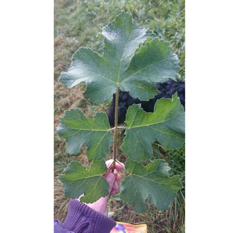 Nnnnkknnn - (Garten, Pflanzen, Natur)