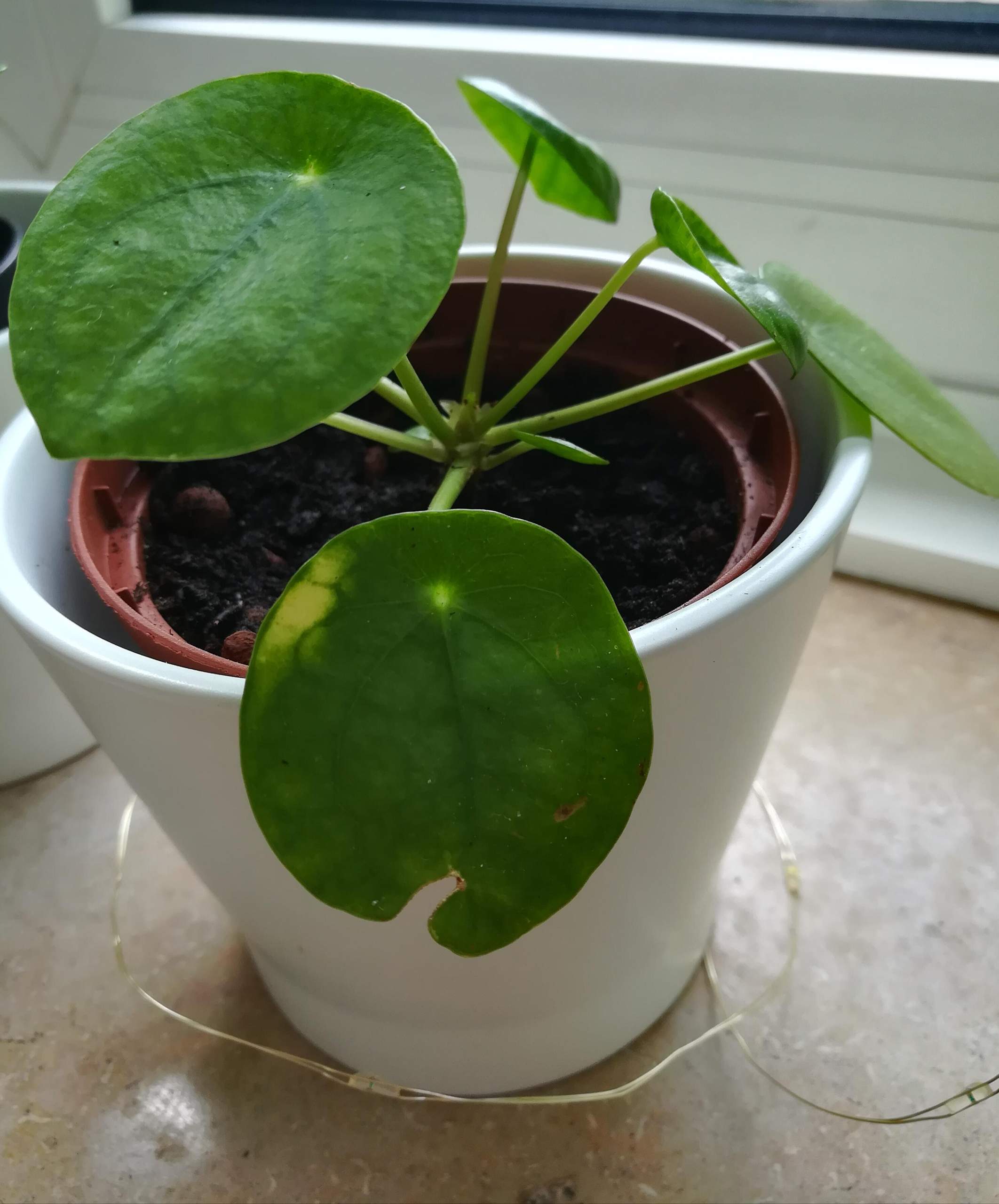 Wieso bekommt mein Pilea-Ableger braune Flecken? (Pflanzen, Pflanzenpflege)