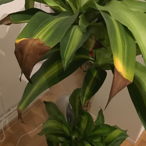 Wieso Bekommt Meine Dracaena Massangeana Diese Braunen Blatter