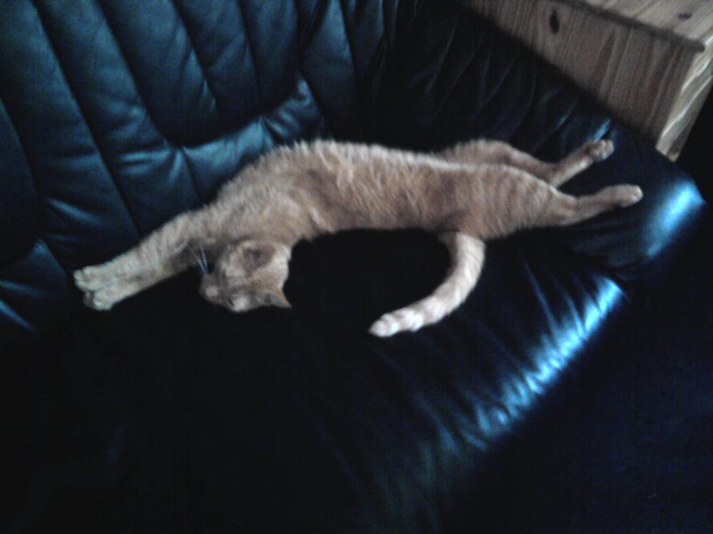 wieso bringt mir mein katerchen eine maus und frisst sie dann doch selbst tiere katze haustiere