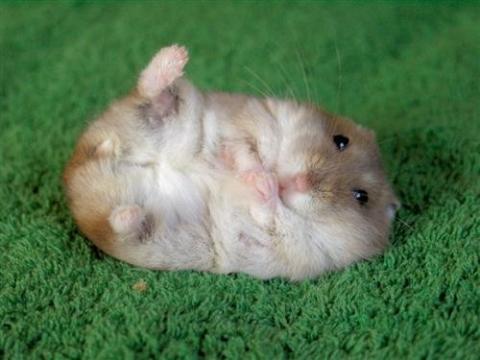 Bilduntertitel eingeben... - (Recht, Tiere, Hamster)