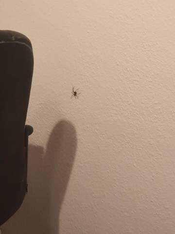 Wieso habe ich fast jeden Tag eine Spinne in meinem Zimmer?