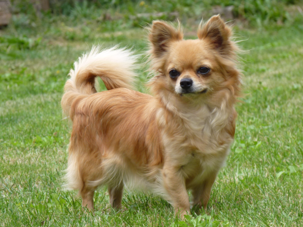 - (Hund, Puppy)
