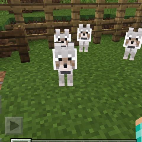 Hunde mit weißem halsband - (Minecraft, Hund)