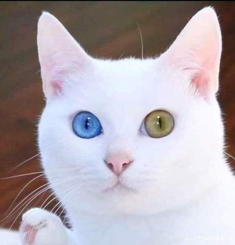 Wieso hat diese Katze unterschiedliche Augenfarben? (Tiere, Augen