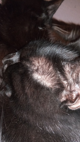 wieso hat katze glatze tiere haare