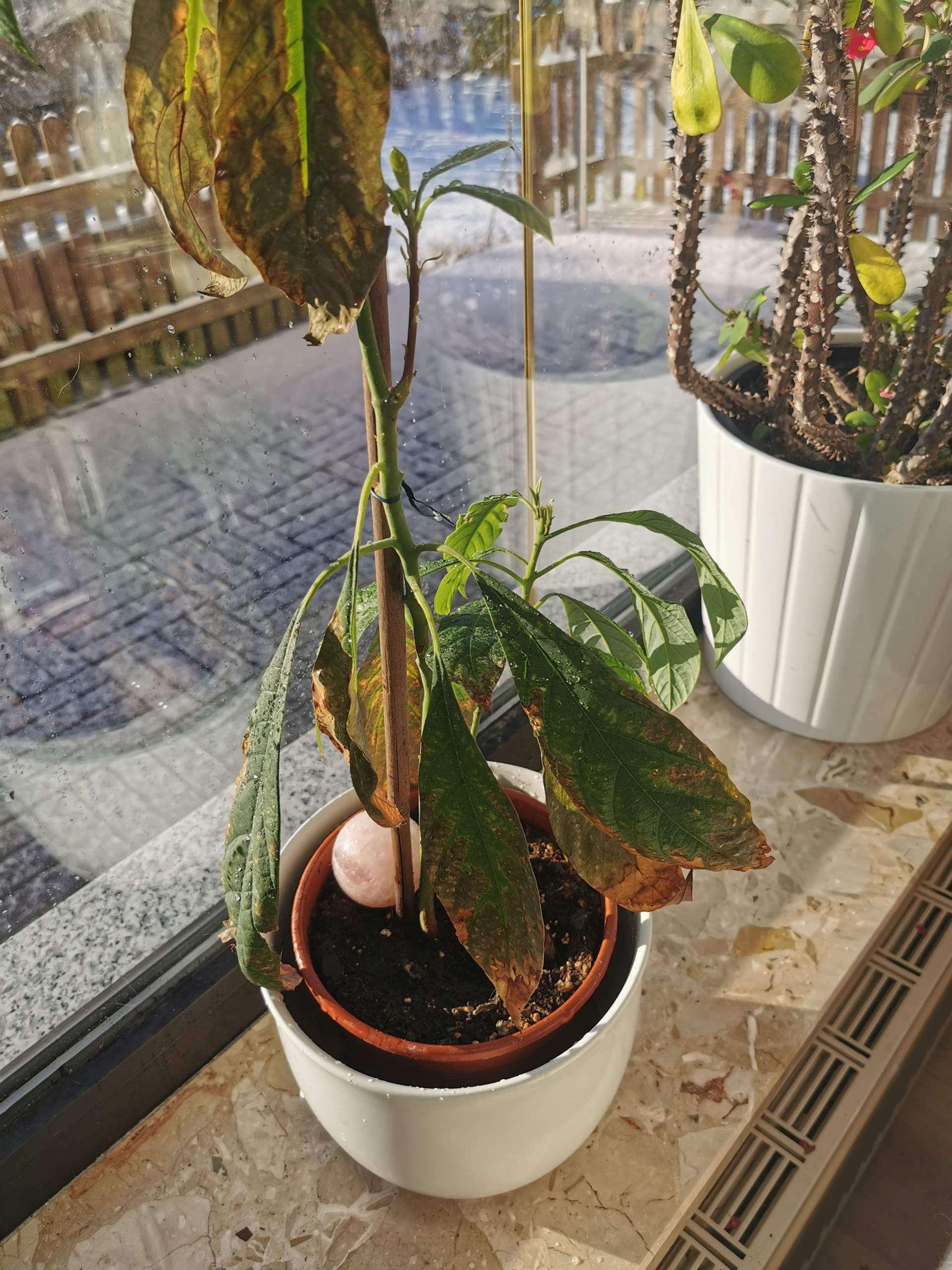 Wieso hat mein Avocadobaum so viele braune Blätter? (Flecken, Baum, Pflanzenpflege)