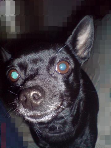 Blaue Augen ? :o - (Tiere, Hund, Foto)