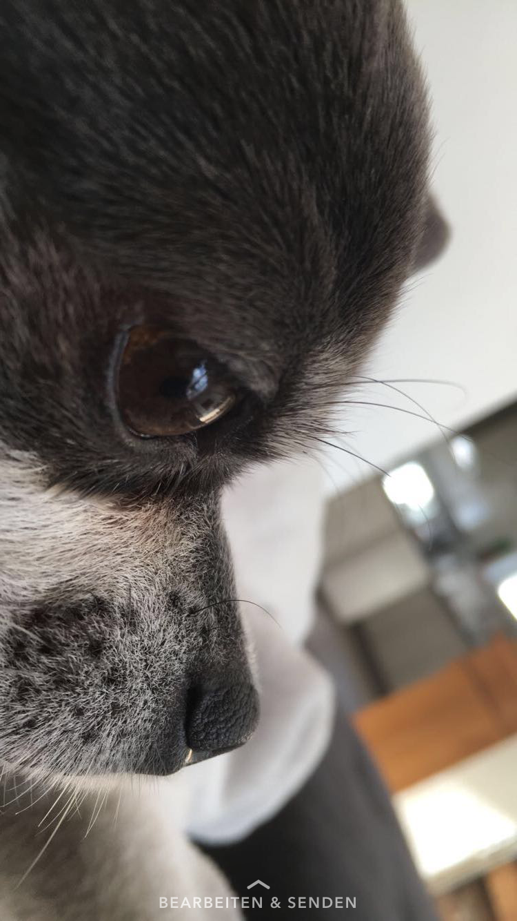 Wieso hat mein Hund so lange "Augenbrauen" (Bild)? (Tiere, Chihuahua)