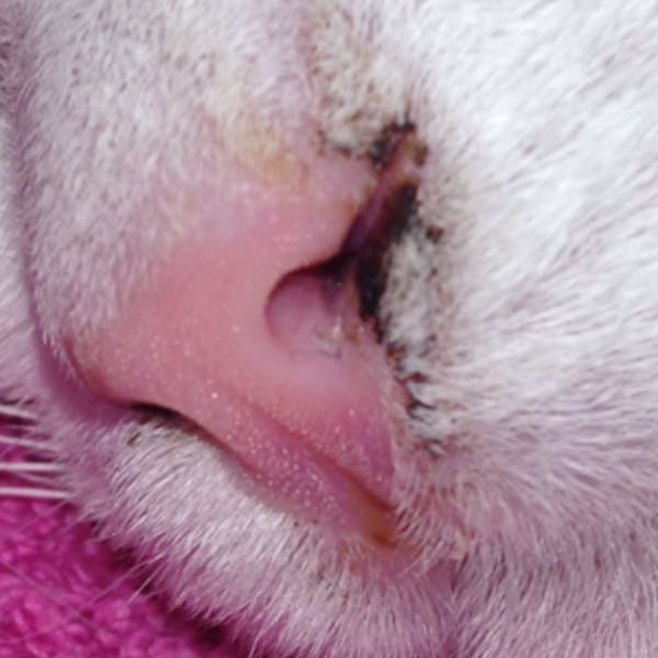 Wieso hat mein Kätzchen eine verkrustete Nase? (BILD)? (Gesundheit, Katze, Katzen)